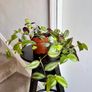 tradescantia zebrina Image 2
