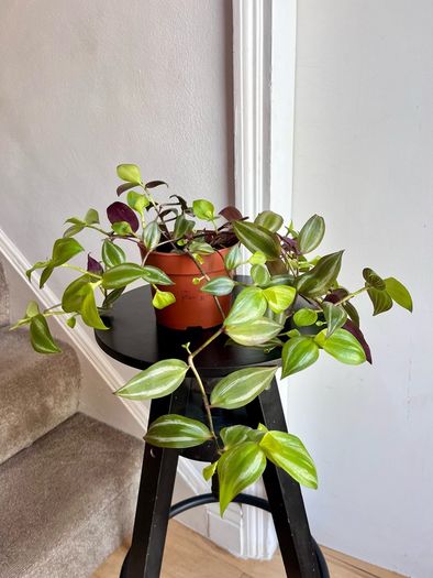 tradescantia zebrina