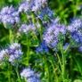 (P) Lacy Phacelia Seeds Large 30g pack Image 2