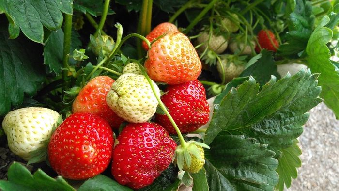 Strawberry Plant
