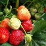 Strawberry Plant Image 2