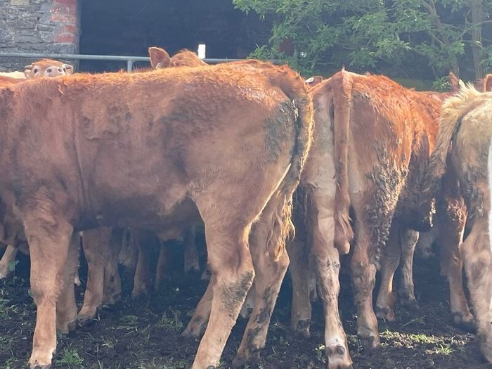 47 super store heifers 450 kg