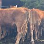 47 super store heifers 450 kg Image 2