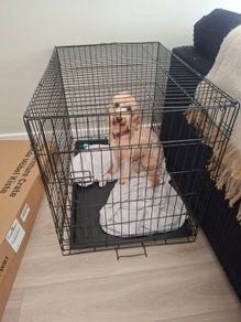 dog cage