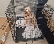 dog cage