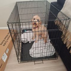 dog cage