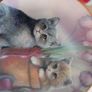 Decorative Kitten Plates Image 7