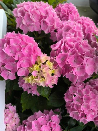 garden plants