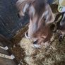 kid goats Image 2