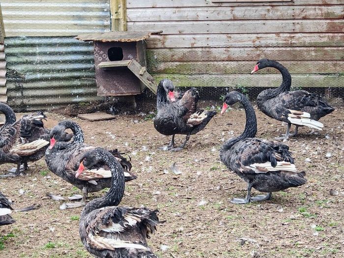 Black swans