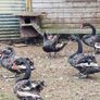 Black swans Image 7