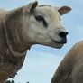 Pedigree Texel rams shearlings Image 4