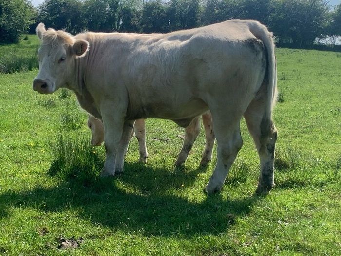 Purebred registered charlaois cow and calf