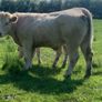 Purebred registered charlaois cow and calf Image 3