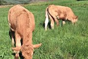 Pedigree Registered Limousin Heifers