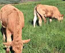 Pedigree Registered Limousin Heifers