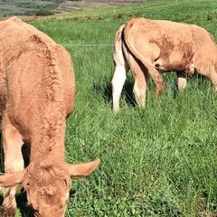 Pedigree Registered Limousin Heifers