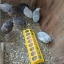quail Image 3