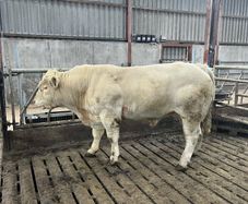 Pedigree Charolais Bull for sale