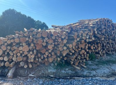 Alder ex forestry for sale