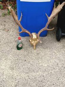 26" Stag's head Antlers