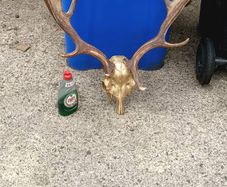 26" Stag's head Antlers