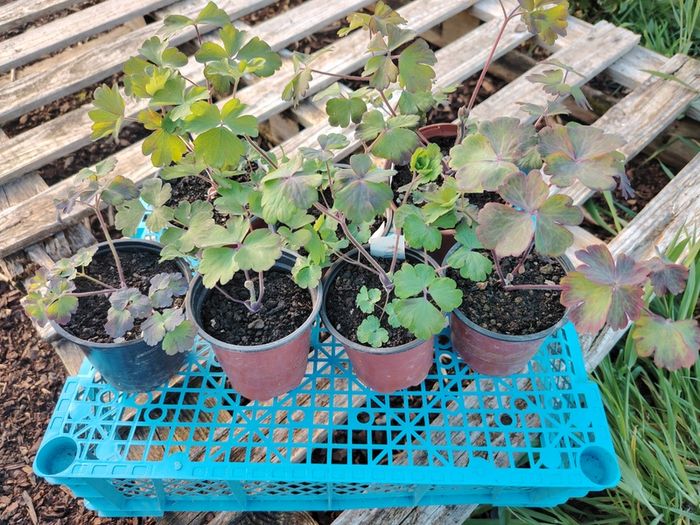Aquilegia Seeds / Aquilegia Plants