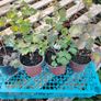 Aquilegia Seeds / Aquilegia Plants Image 5