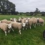 Texel ram lambs Image 5
