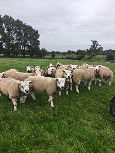 Texel ram lambs