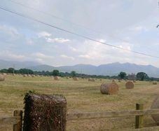 Organic hay