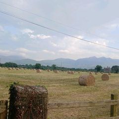Organic hay
