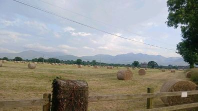 Organic hay