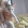 kittens Image 2