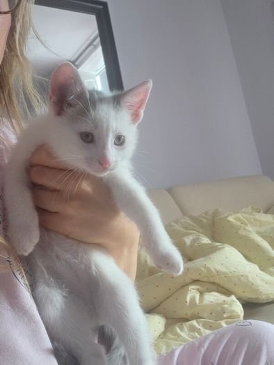 kittens
