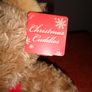 Cuddly Christmas Bear for Sale Image 2