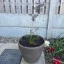 plant Image 2