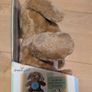 Dreamgro Light & Lullaby Soother Teddy Image 4
