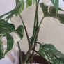 Established Monstera Albo Variegata High Variegation Image 4
