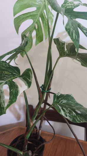 Established Monstera Albo Variegata High Variegation