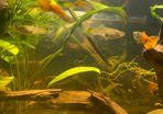 Guppies
