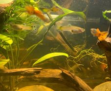 Guppies