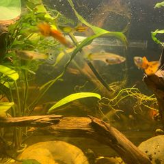 Guppies