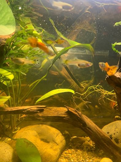 Guppies