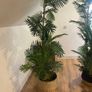 artificial  plants Image 2