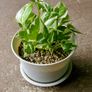 White Plant Pots with Saucers (Set of 5) Image 4