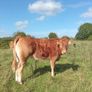 Organic heifers Gort mart Oct 1st Image 2