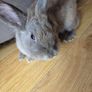 rabbit Image 3