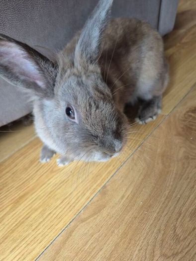 rabbit