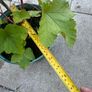 plant Image 4